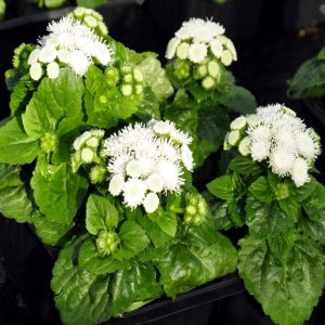 Ageratum aloha white