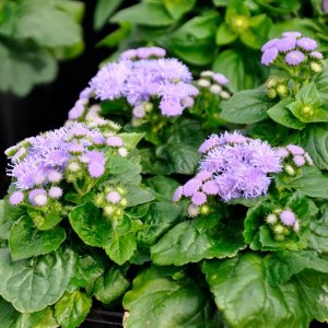 Ageratum Aloha Blue