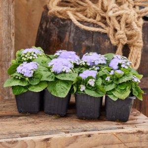 Ageratum Kona Blue