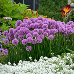 Allium Millenium