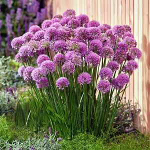 Allium Serendipity