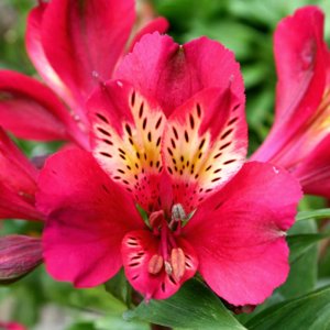 Alstroemeria Compact Gaspard