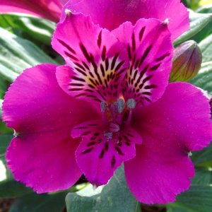 Alstroemeria Compact Leonie