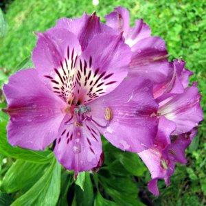 Alstroemeria Compact Lucas