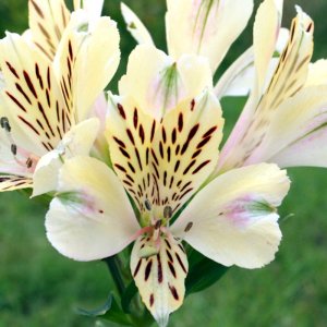 Alstroemeria Compact Noah