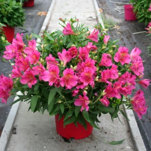 Alstroemeria Compact Oceane