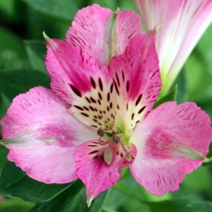 Alstroemeria Compact Rosie