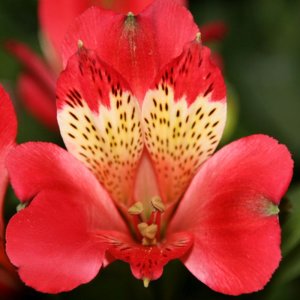 Alstroemeria Compact Stella