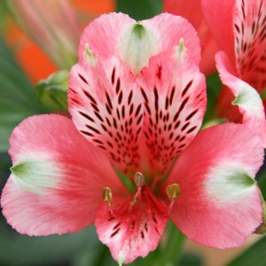 Alstroemeria Compact Chloe