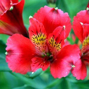 Alstroemeria Duchess Diane