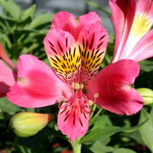 Alstroemeria Duchess Isabelle