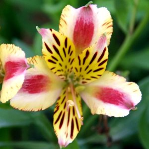 Alstroemeria Duchess Marguerite