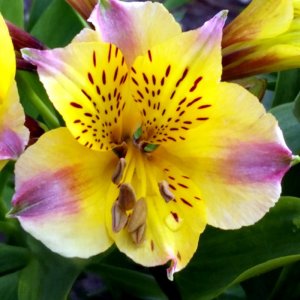 Alstroemeria Duchess Marie