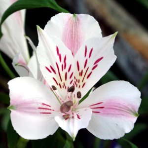 Alstroemeria Duchess Beatrice