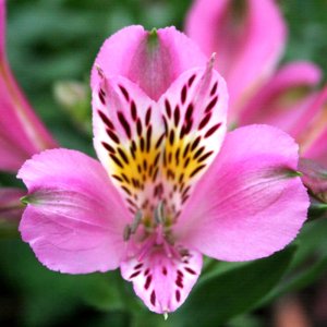 Alstroemeria Dukes Charles