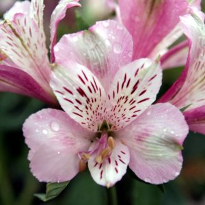 Alstroemeria Dukes Francois