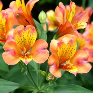 Alstroemeria Dukes Henri