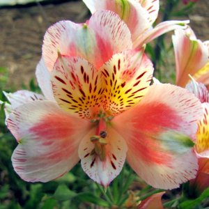 Alstroemeria Dukes Jean