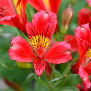 Alstroemeria Dukes Louis