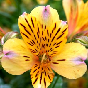 Alstroemeria Dukes Nicolas