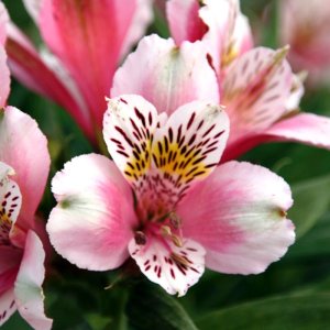 Alstroemeria Dukes William