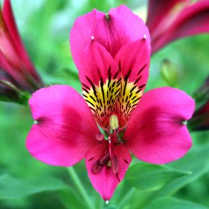 Alstroemeria Dukes Arthur