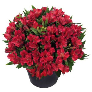 Alstroemeria Inticancha Red