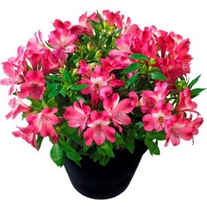 Alstroemeria Inticancha Romance