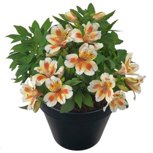 Alstroemeria Inticancha Sunset