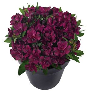 Alstroemeria Inticancha Dark-Purple