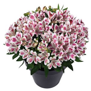 Alstroemeria Inticancha White-Pink-Blush