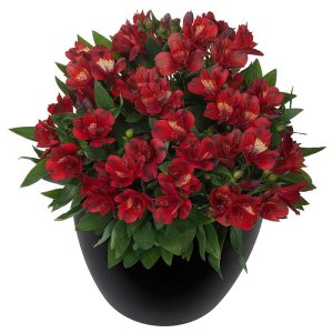 Alstroemeria Inticancha Doba