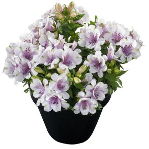 Alstroemeria Inticancha Moon