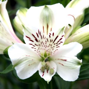 Alstroemeria Majestic Maze