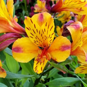 Alstroemeria Majestic Serrant