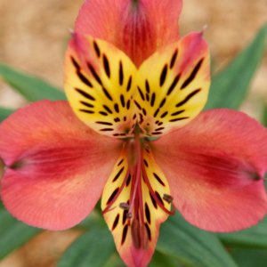 Alstroemeria Majestic Avrille