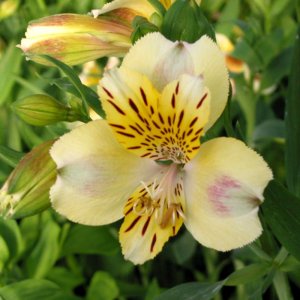 Alstroemeria Majestic Briancon