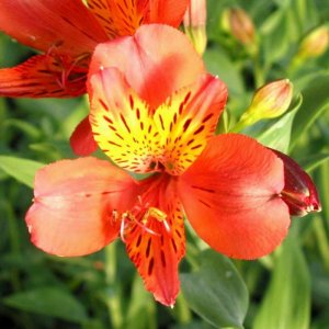 Alstroemeria Majestic Brissac