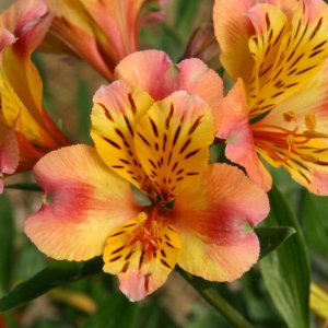 Alstroemeria Majestic Chartrene