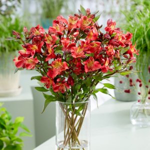 Alstroemeria Majestic Chinon