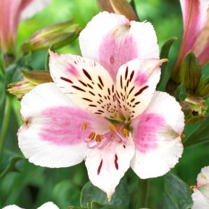 Alstroemeria Majestic Fougere