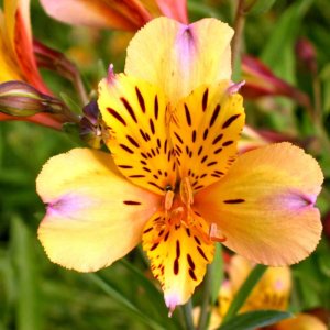 Alstroemeria Majestic Layon