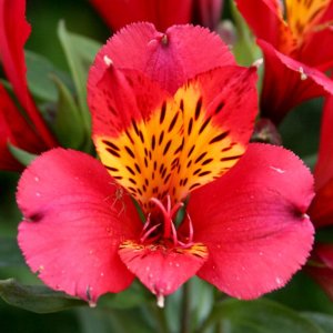 Alstroemeria Majestic Lire