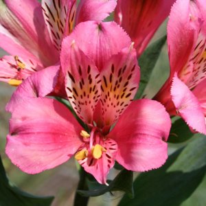 Alstroemeria Majestic Marce