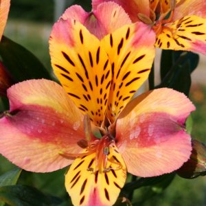 Alstroemeria Majestic Aubance