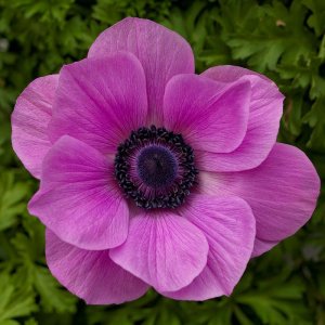 Anemone Harmony Orchid