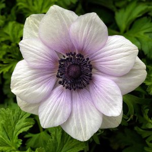 Anemone Harmony Pearl