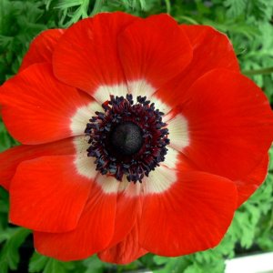 Anemone Harmony Scarlet