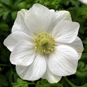 Anemone Harmony White