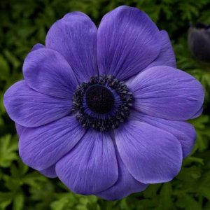 Anemone Harmony Blue